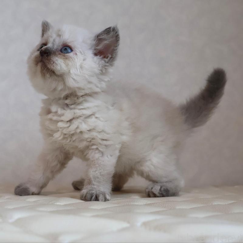 販売中の静岡県のセルカークレックス-134836の14枚目