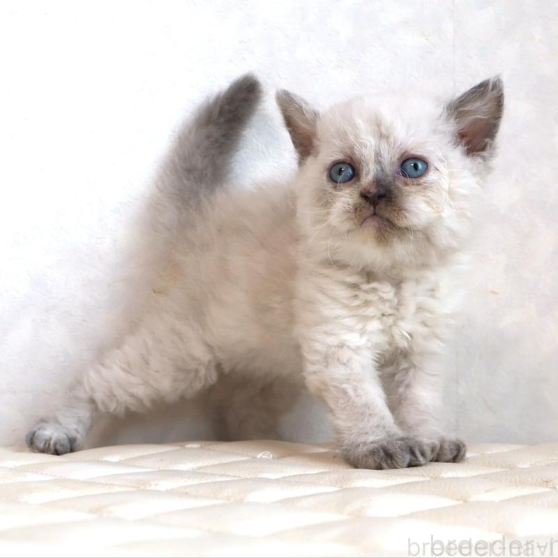 販売中ののセルカークレックス-134836