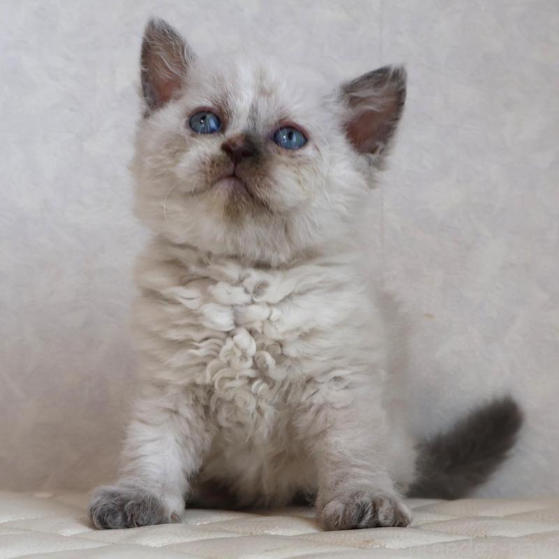 販売中の静岡県のセルカークレックス-134836の11枚目