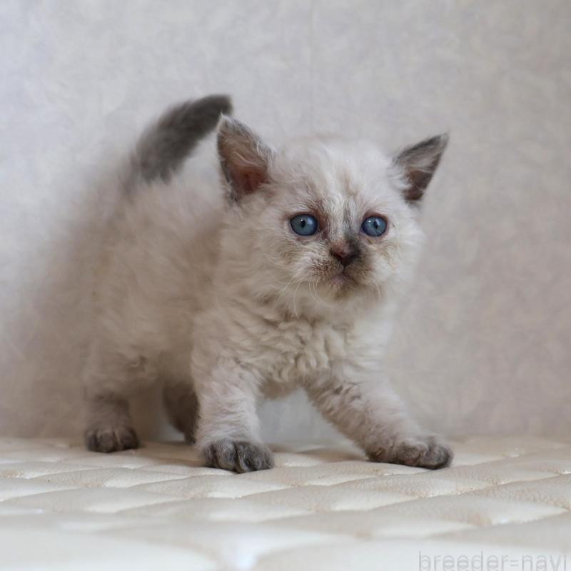 販売中の静岡県のセルカークレックス-134836の10枚目