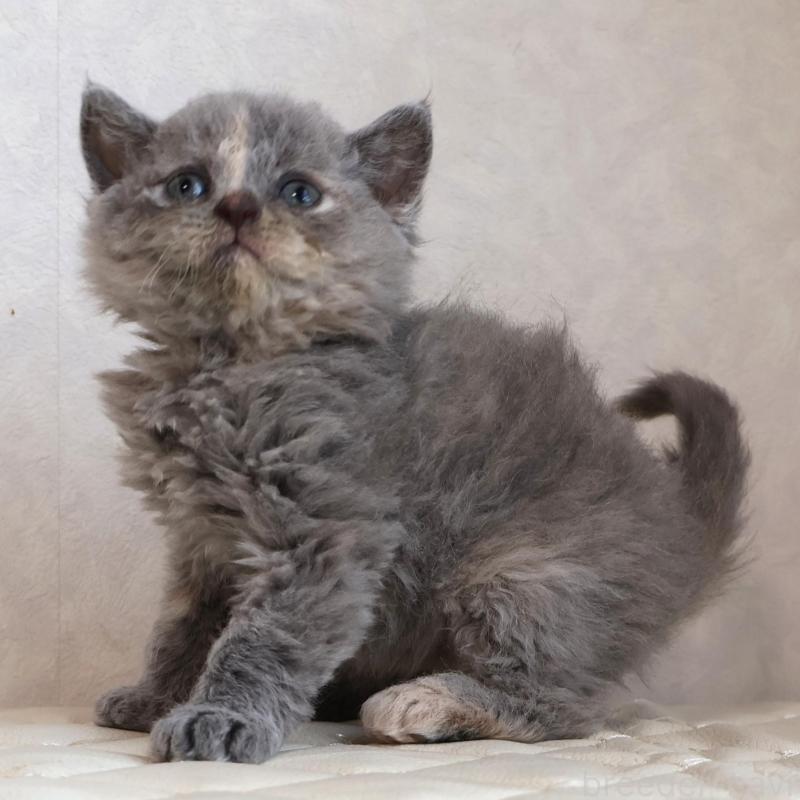 販売中の静岡県のセルカークレックス-134838の5枚目