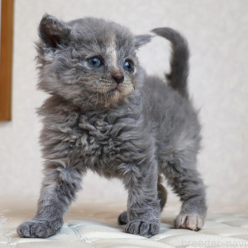 販売中の静岡県のセルカークレックス-134838の4枚目