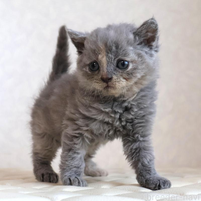 販売中の静岡県のセルカークレックス-134838の3枚目