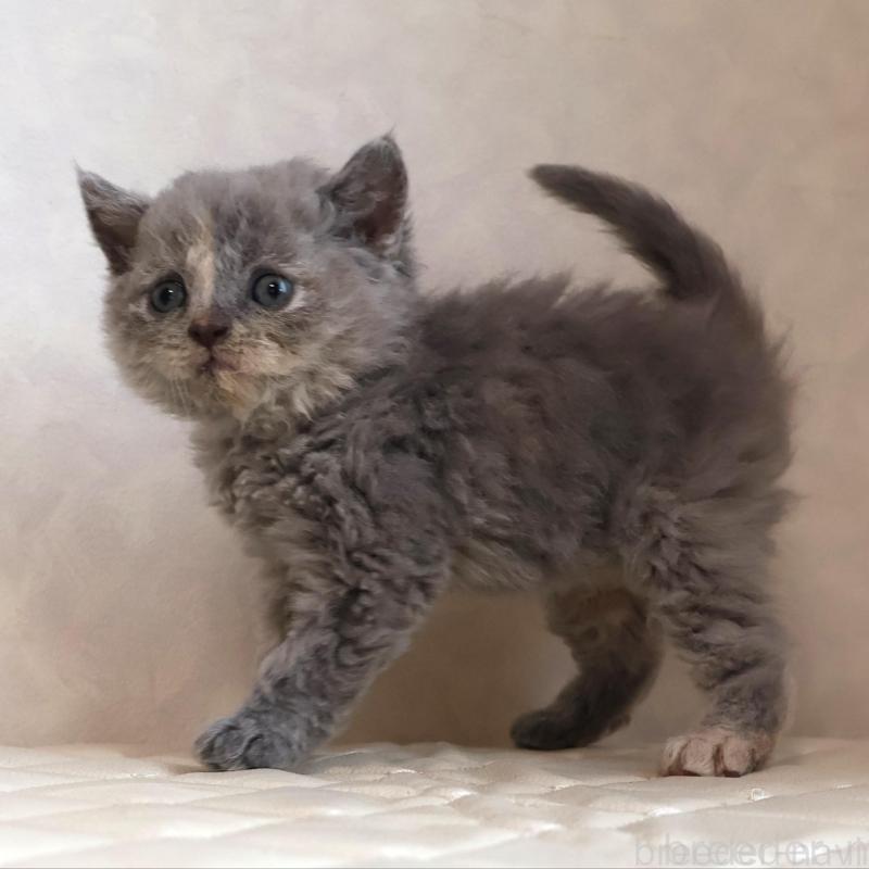 販売中の静岡県のセルカークレックス-134838の2枚目