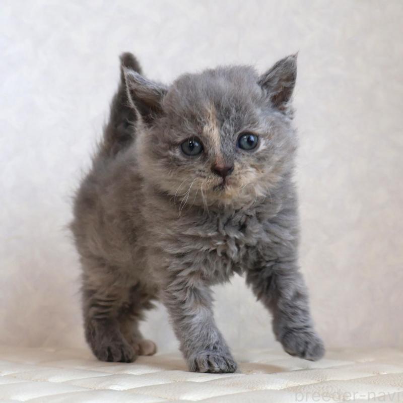 販売中の静岡県のセルカークレックス-134838