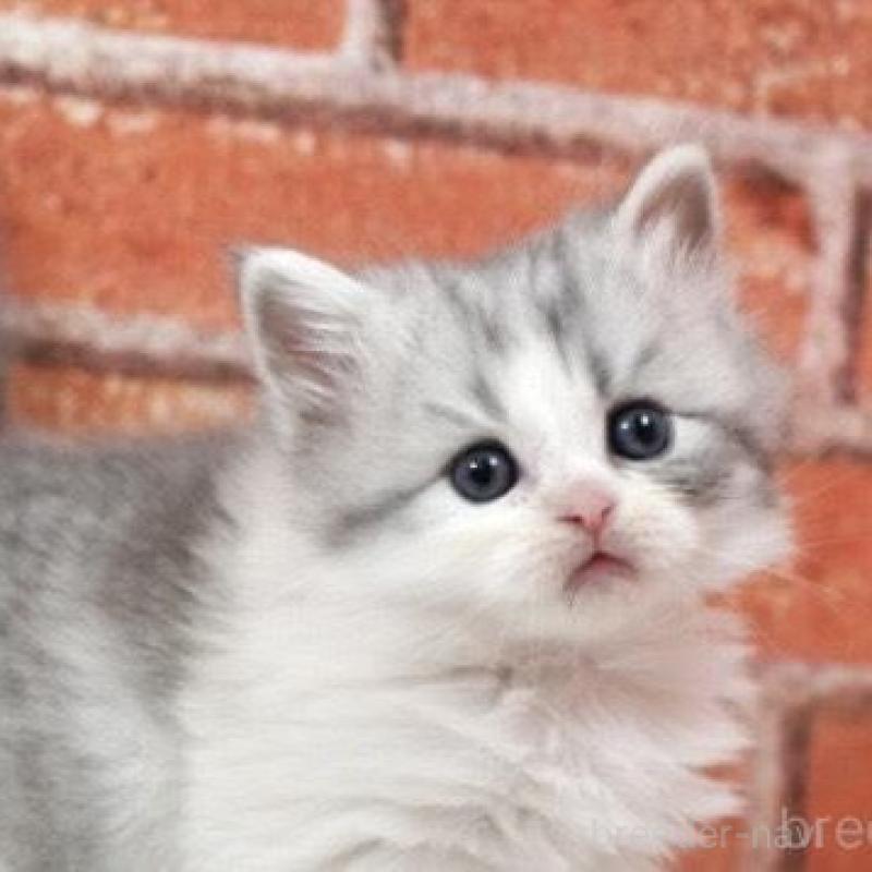 販売中の北海道のラガマフィン-135324