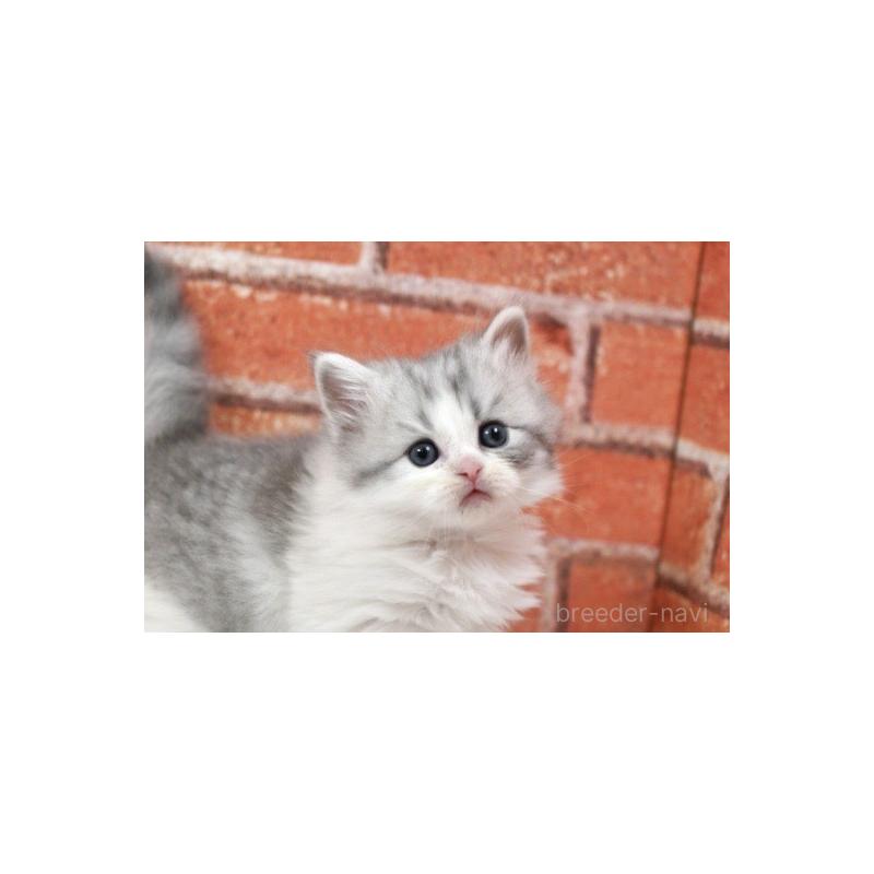 販売中の北海道のラガマフィン-135324の7枚目