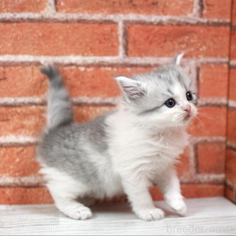 販売中の北海道のラガマフィン-135324の5枚目