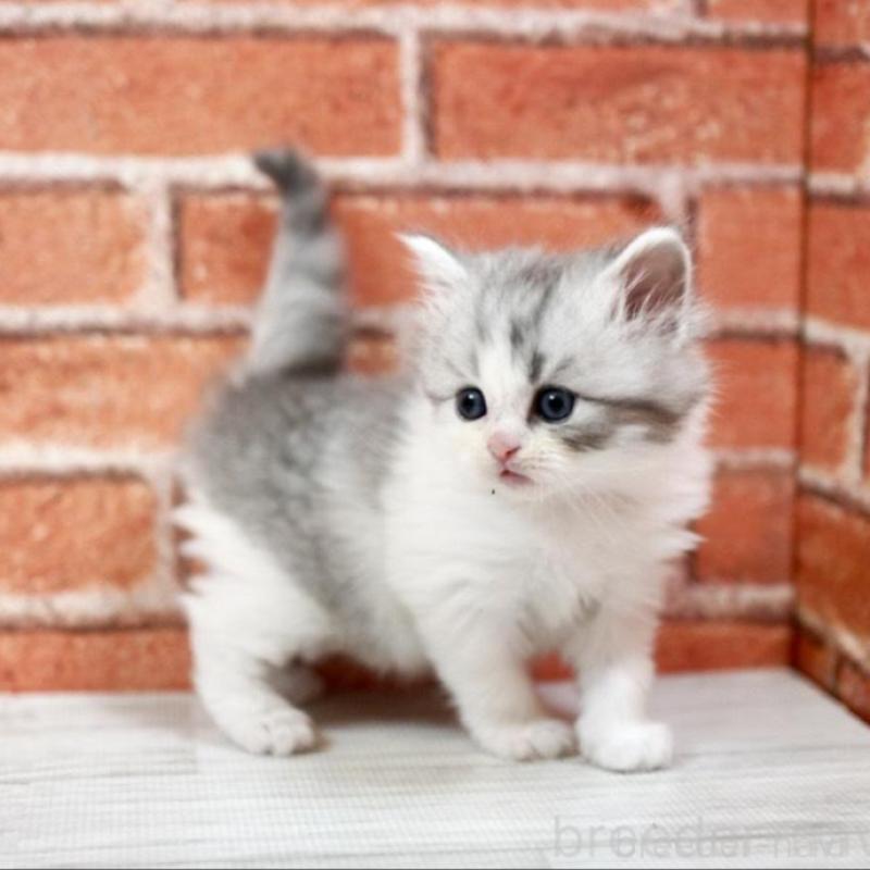 販売中の北海道のラガマフィン-135324の4枚目