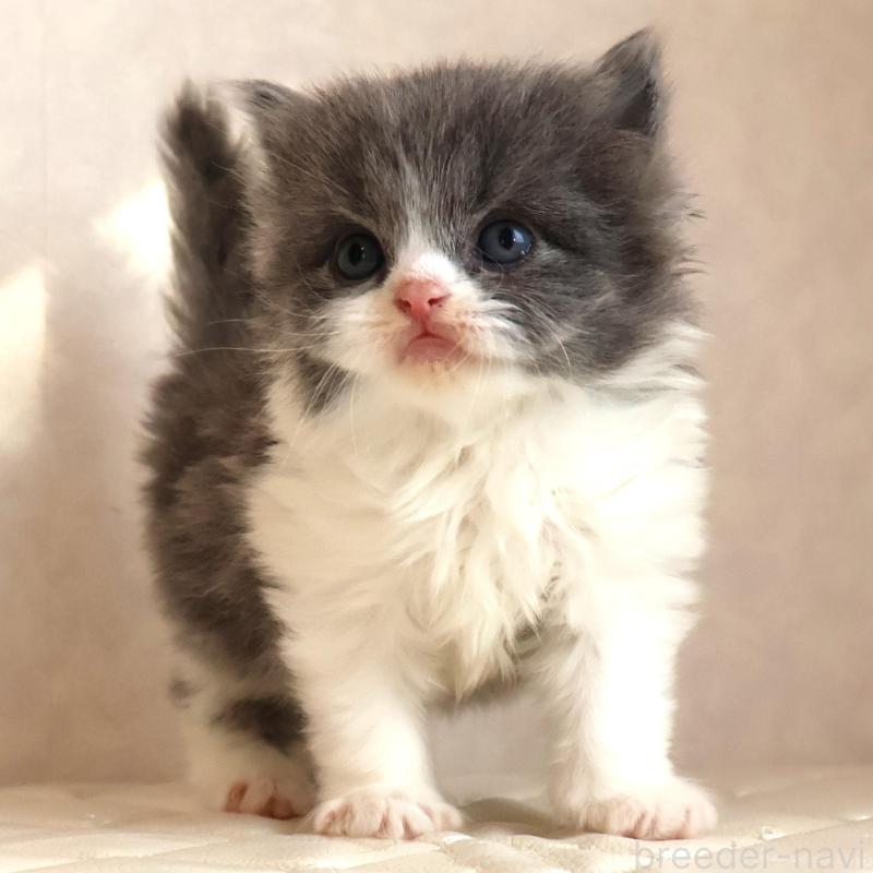 販売中の静岡県のブリティッシュショートヘア-134844