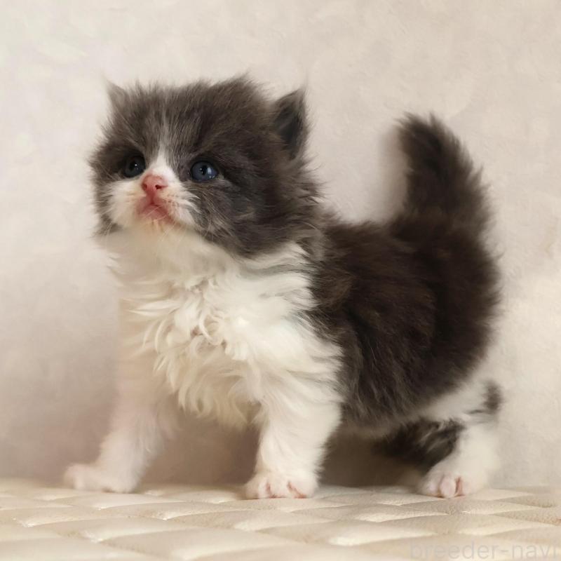 販売中の静岡県のブリティッシュショートヘア-134844の17枚目