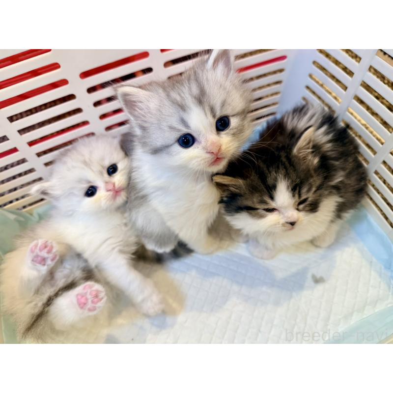 販売中の北海道のラガマフィン-135325の8枚目