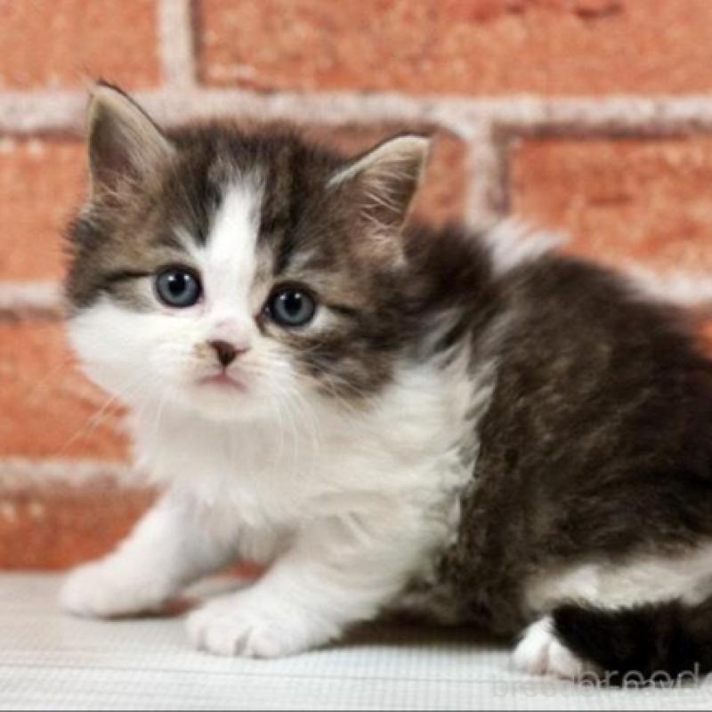 販売中の北海道のラガマフィン-135325