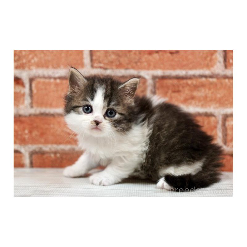 販売中の北海道のラガマフィン-135325の7枚目