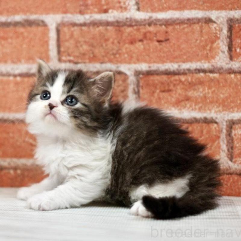 販売中の北海道のラガマフィン-135325の6枚目