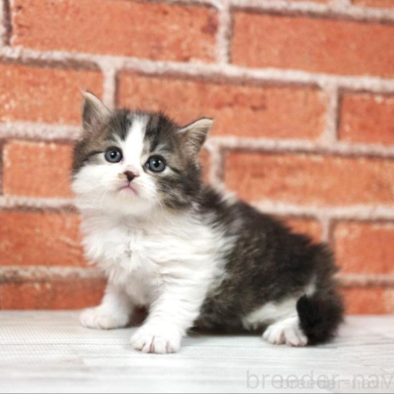 販売中の北海道のラガマフィン-135325の5枚目