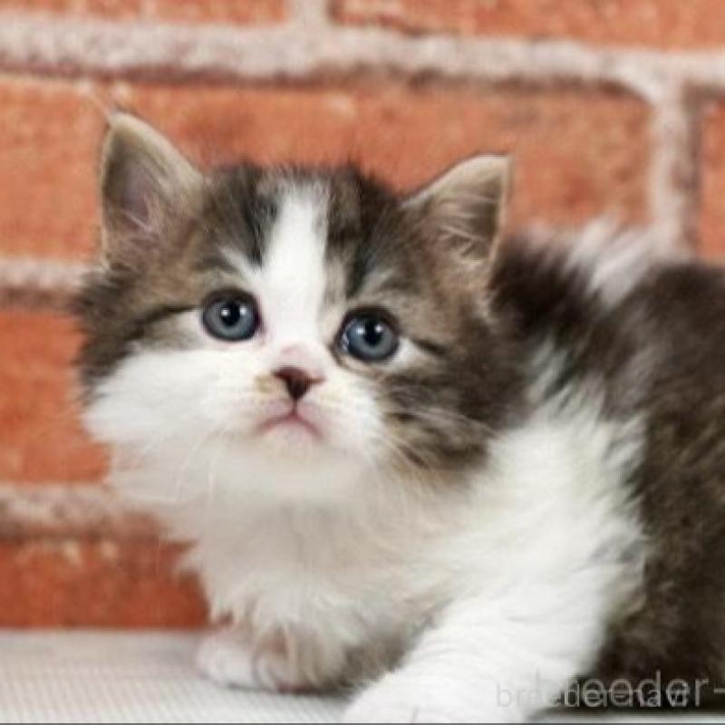 販売中の北海道のラガマフィン-135325の4枚目