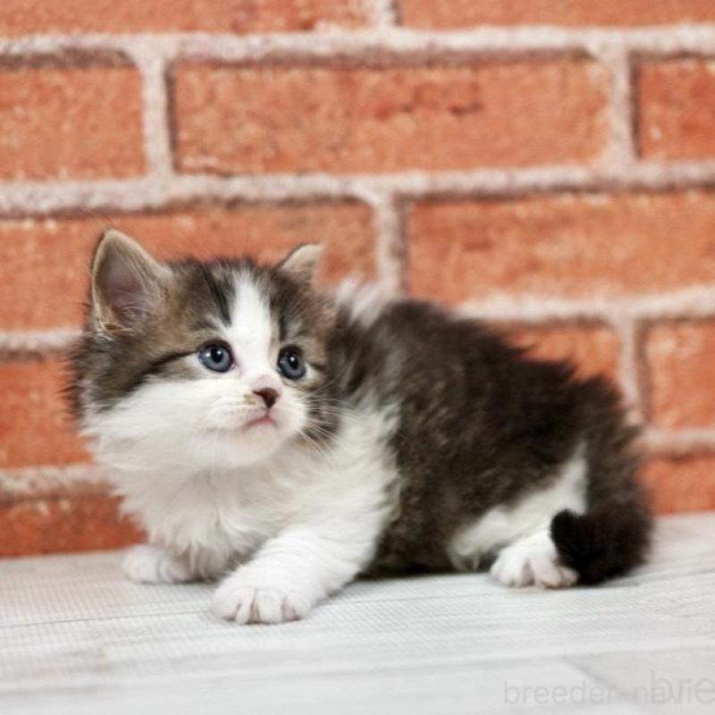 販売中の北海道のラガマフィン-135325の3枚目