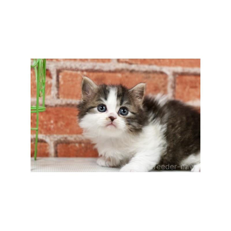 販売中の北海道のラガマフィン-135325の2枚目