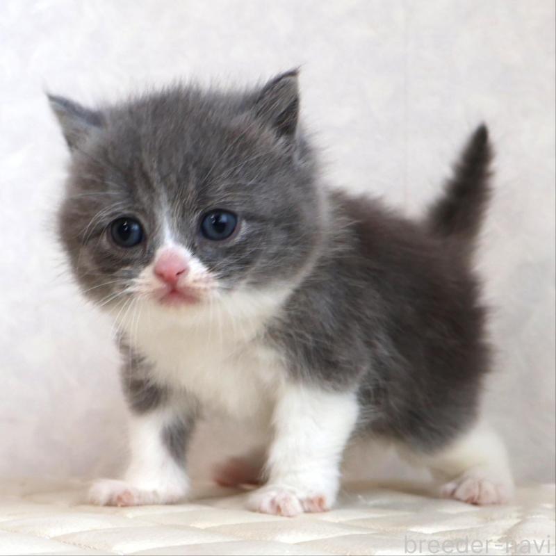 販売中の静岡県のブリティッシュショートヘア-134843