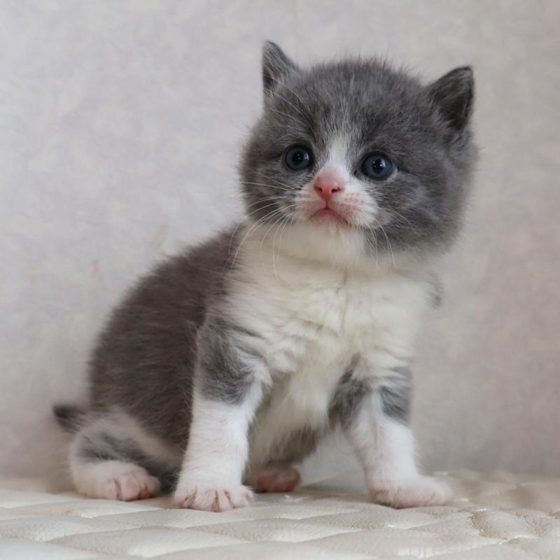 販売中の静岡県のブリティッシュショートヘア-134843の18枚目