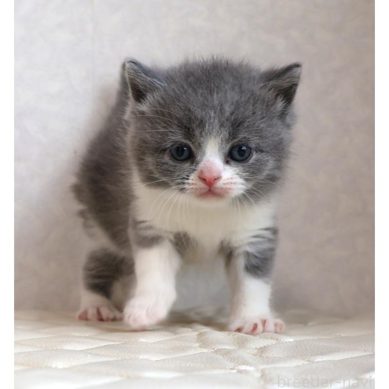 販売中の静岡県のブリティッシュショートヘア-134843の16枚目