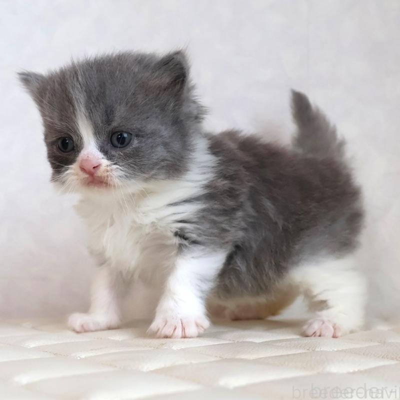 商談中の静岡県のブリティッシュショートヘア-134842の11枚目