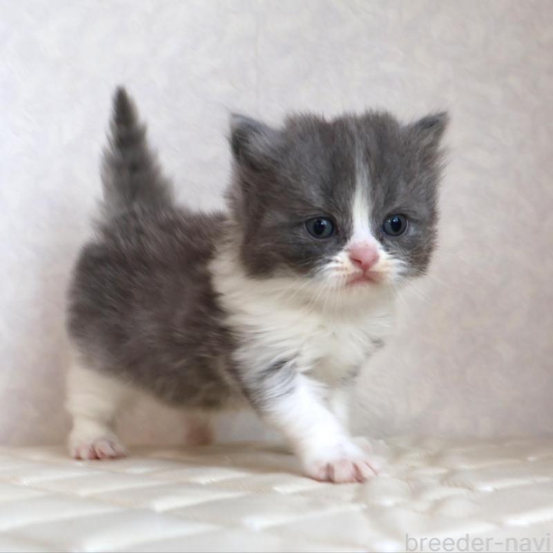 商談中の静岡県のブリティッシュショートヘア-134842の10枚目