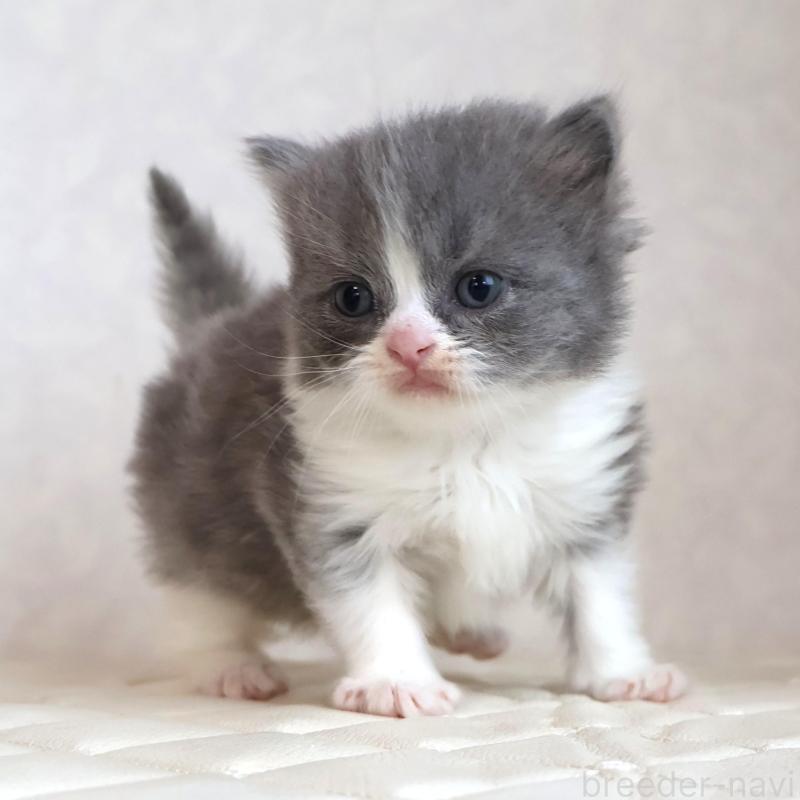 販売中の静岡県のブリティッシュショートヘア-134842