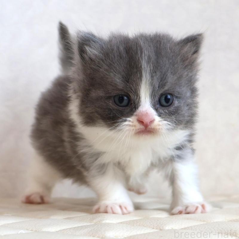 販売中の静岡県のブリティッシュショートヘア-134841の22枚目