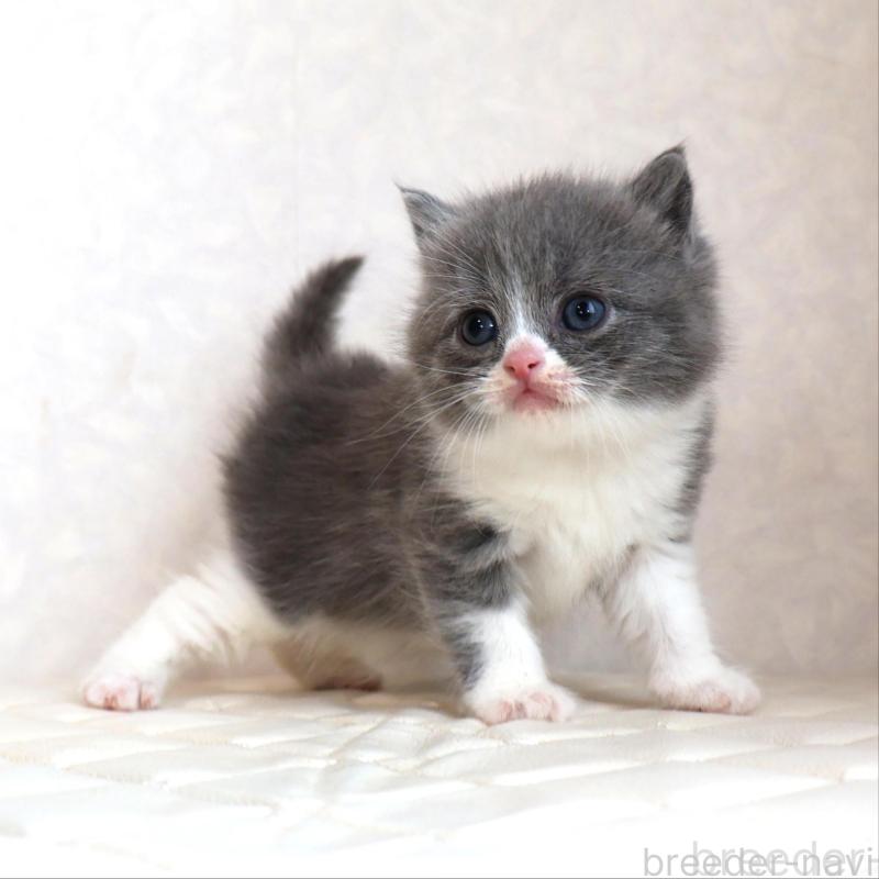 販売中の静岡県のブリティッシュショートヘア-134841の21枚目