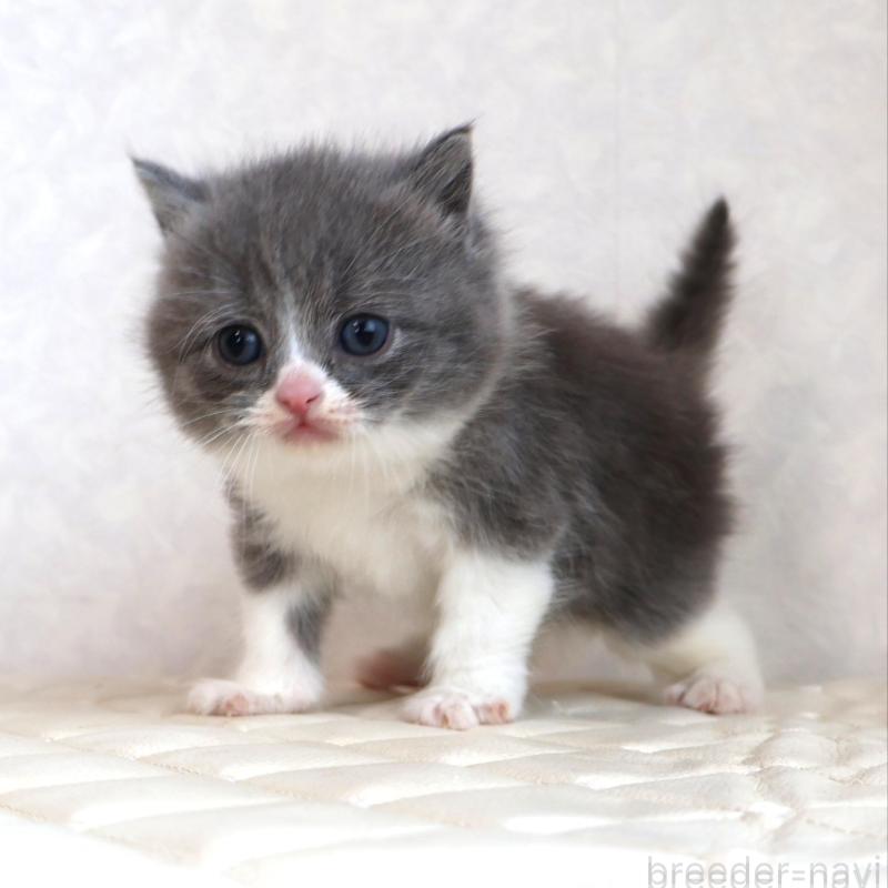 販売中の静岡県のブリティッシュショートヘア-134841の20枚目