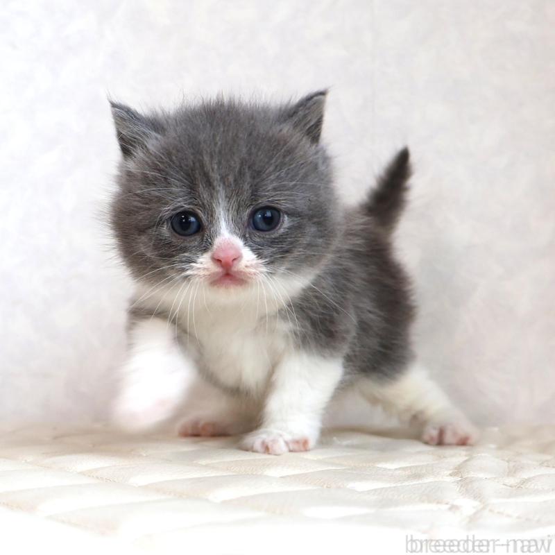 販売中の静岡県のブリティッシュショートヘア-134841の19枚目