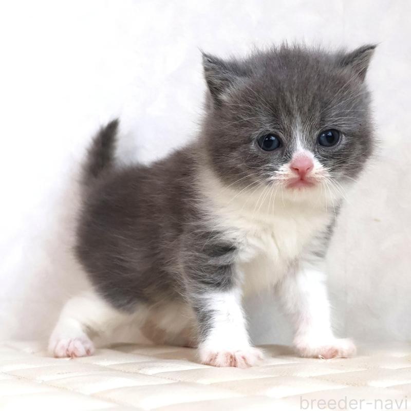 販売中の静岡県のブリティッシュショートヘア-134841の18枚目