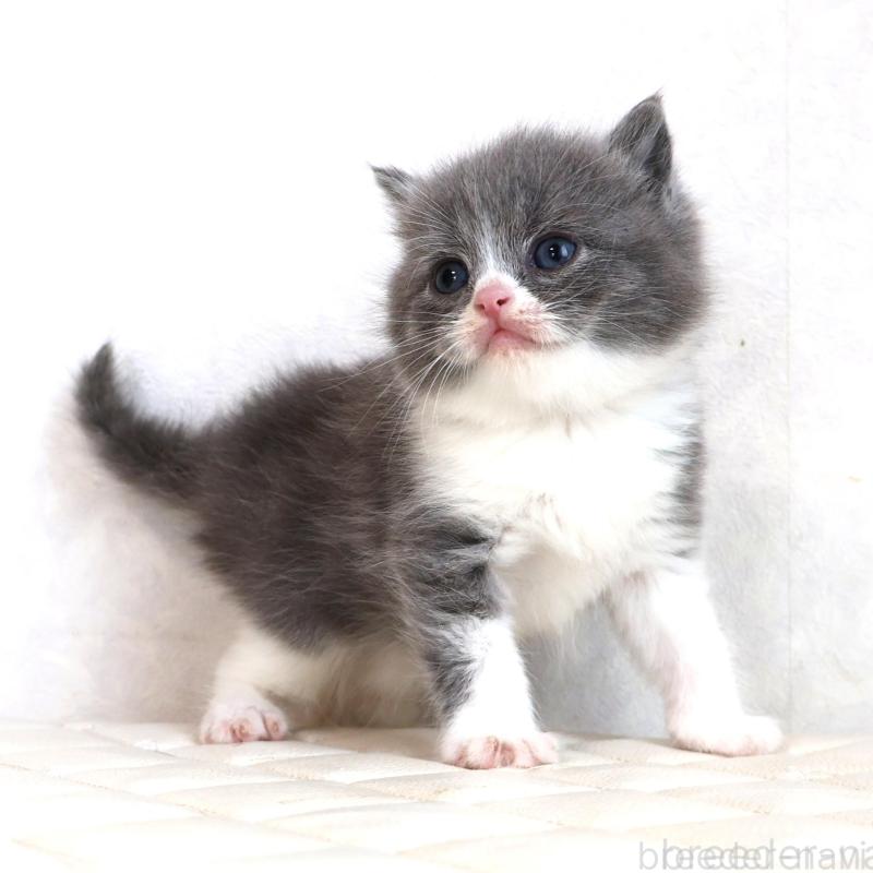 販売中の静岡県のブリティッシュショートヘア-134841