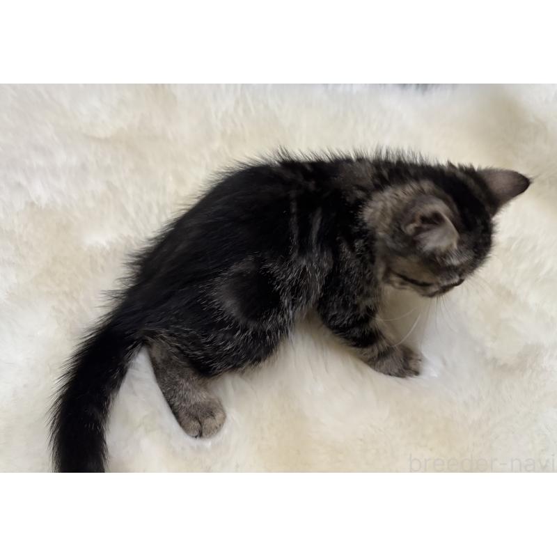 販売中の鹿児島県のエキゾチックショートヘア-132918の10枚目