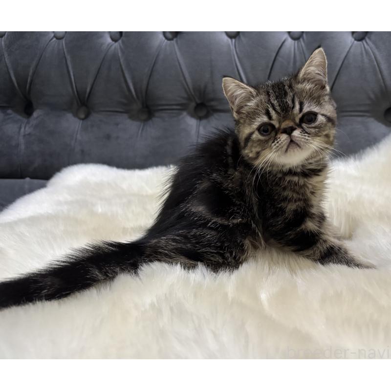 販売中の鹿児島県のエキゾチックショートヘア-132918の8枚目