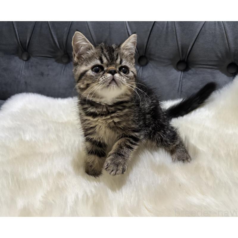 販売中の鹿児島県のエキゾチックショートヘア-132918の7枚目