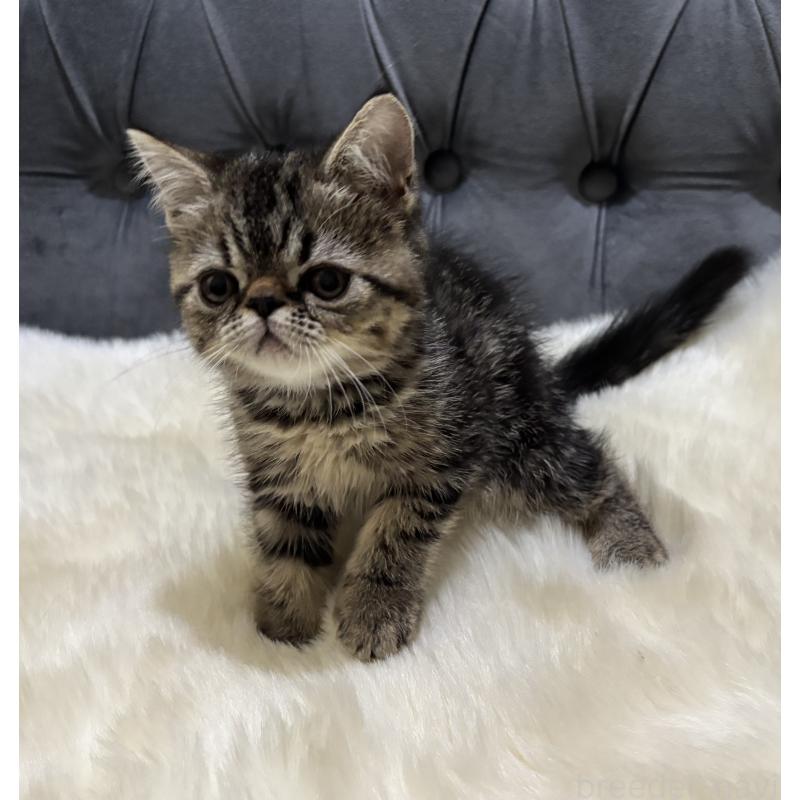 販売中の鹿児島県のエキゾチックショートヘア-132918の6枚目