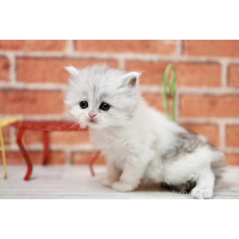 販売中の北海道のラガマフィン-135326の7枚目