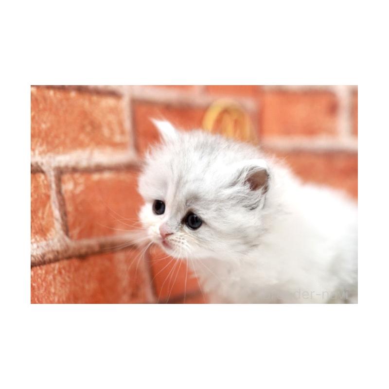 販売中の北海道のラガマフィン-135326の6枚目