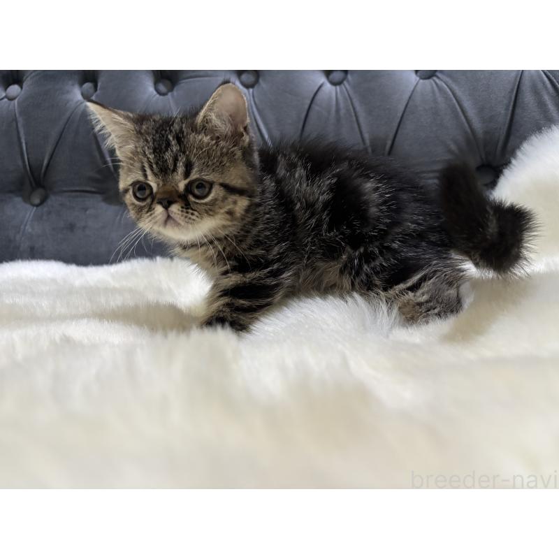 販売中の鹿児島県のエキゾチックショートヘア-132918の5枚目