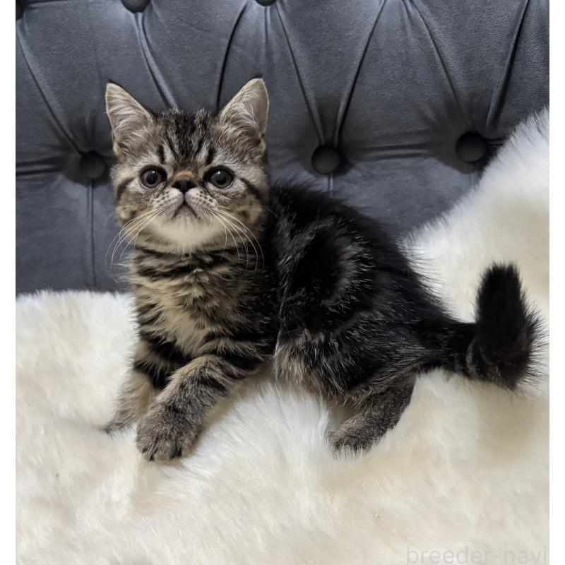 販売中の鹿児島県のエキゾチックショートヘア-132918の4枚目