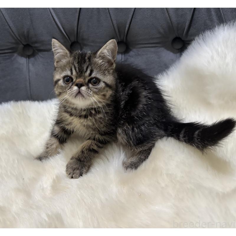 販売中の鹿児島県のエキゾチックショートヘア-132918の3枚目