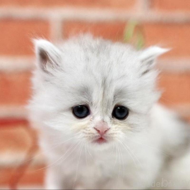 販売中の北海道のラガマフィン-135326