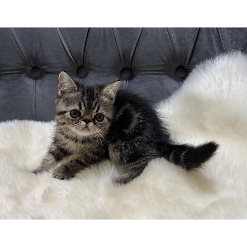 販売中の鹿児島県のエキゾチックショートヘア-132918の2枚目