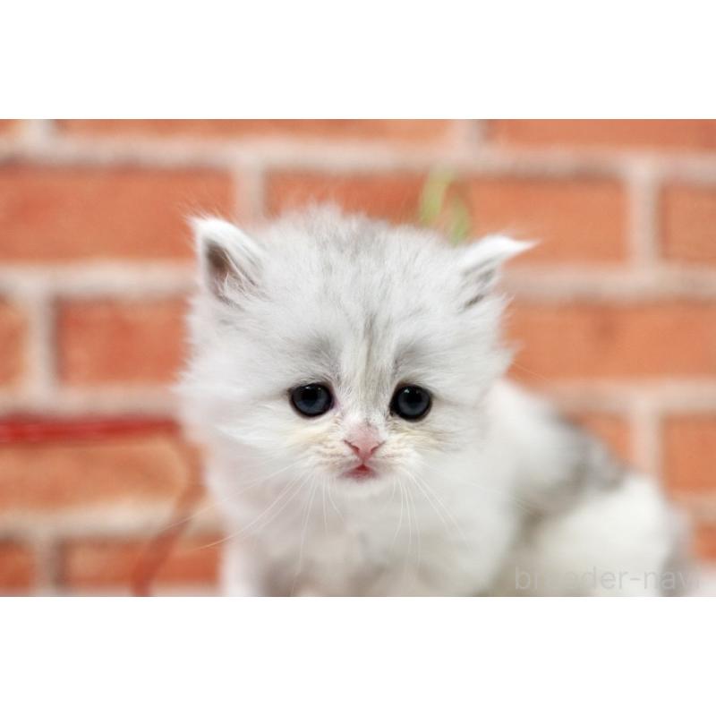 販売中の北海道のラガマフィン-135326の4枚目