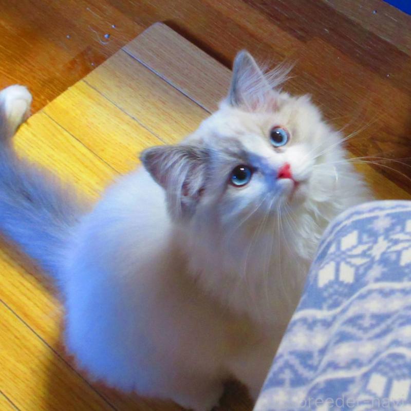 販売中の静岡県のラグドール-135327の5枚目