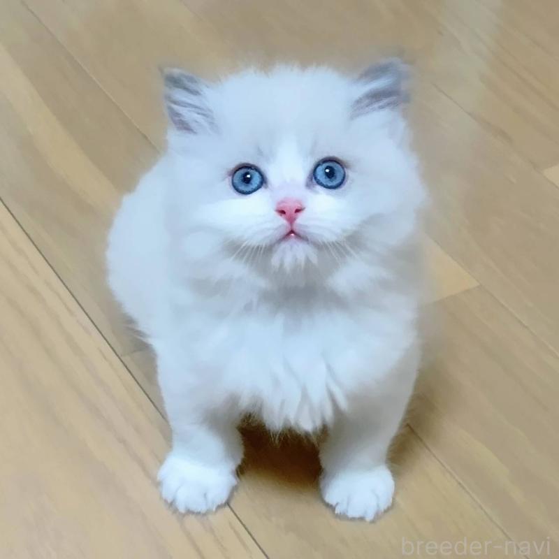 販売中の静岡県のラグドール-135327の3枚目