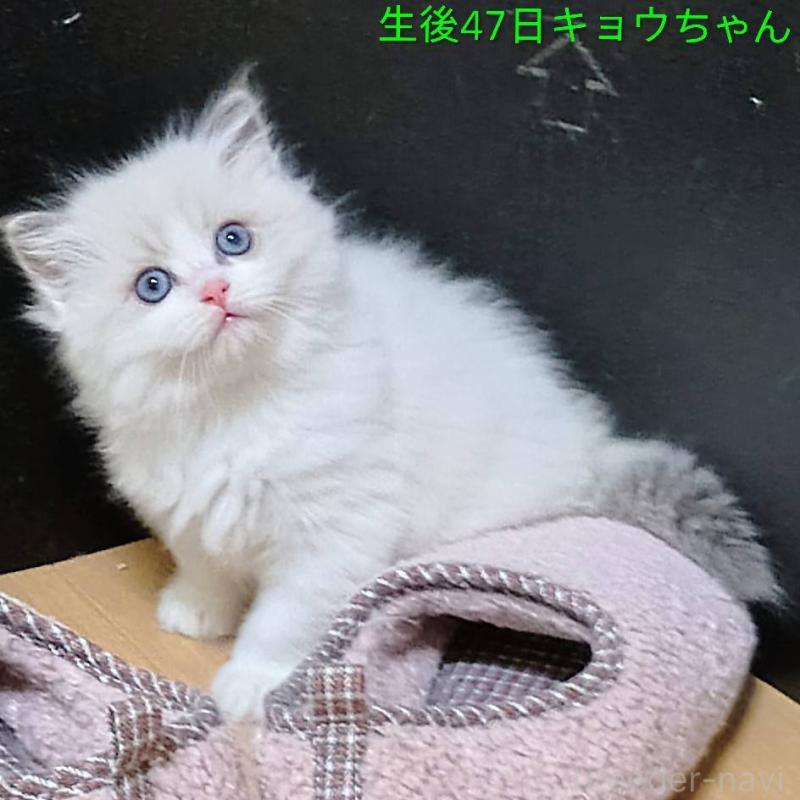 販売中の静岡県のラグドール-135327の4枚目